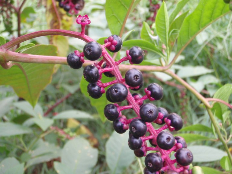 pokeweed