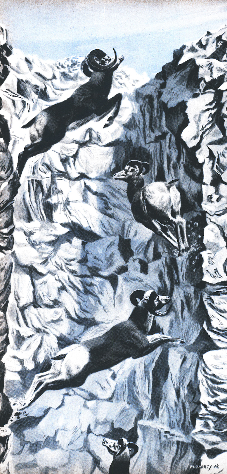 Sheep leap across a crevice.