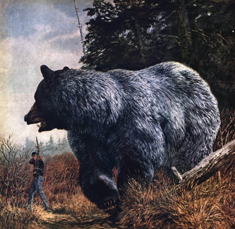 A blue color phase black bear, also known as a glacier bear.