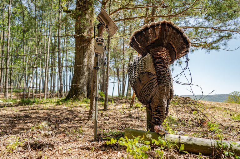 an alabama turkey taken with help from a trail camera