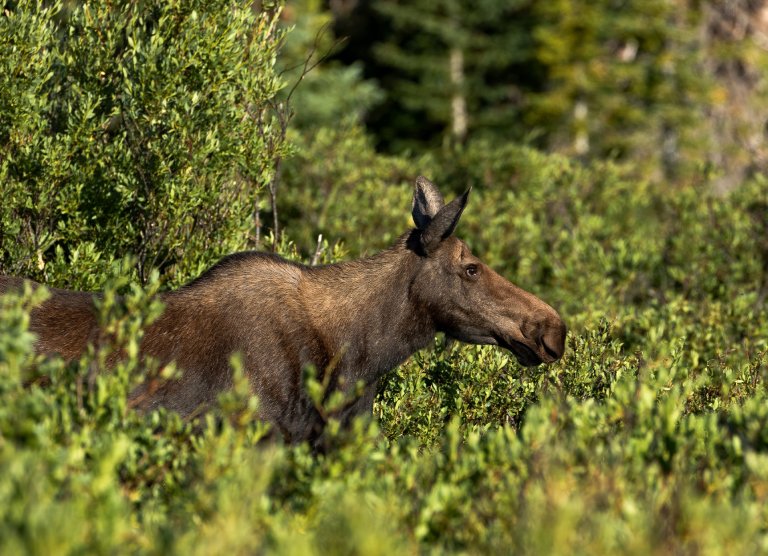 A cow moose stands in a thicket of willows.