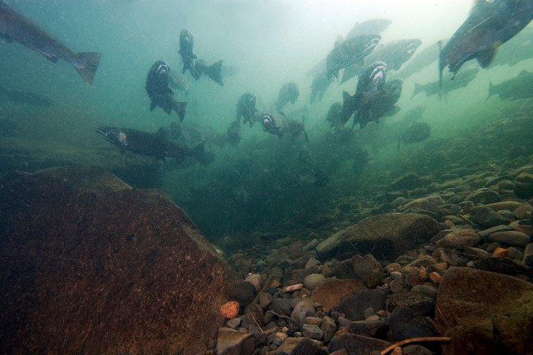 Coho salmon swimming upriver to spawn.